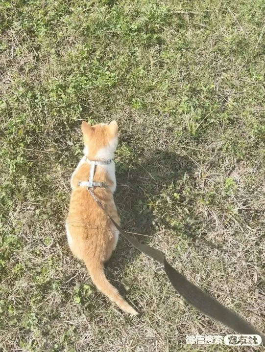 同城附近宠物店领养*养送**平台, 无偿幼猫咪狗狗救助-1231宠友社