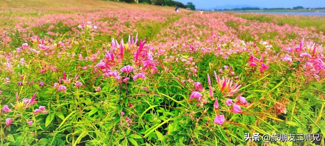 佛山三水白坭附近的旅游景点,佛山三水出发黄姚古镇旅游攻略
