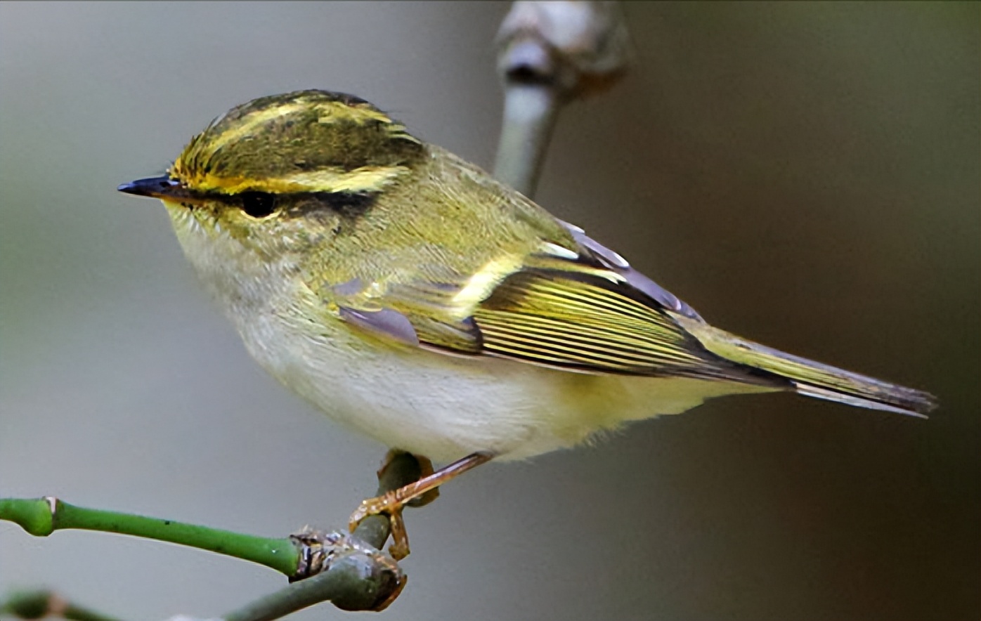 所有鸟图片大全大图,50张最佳鸟类摄影作品