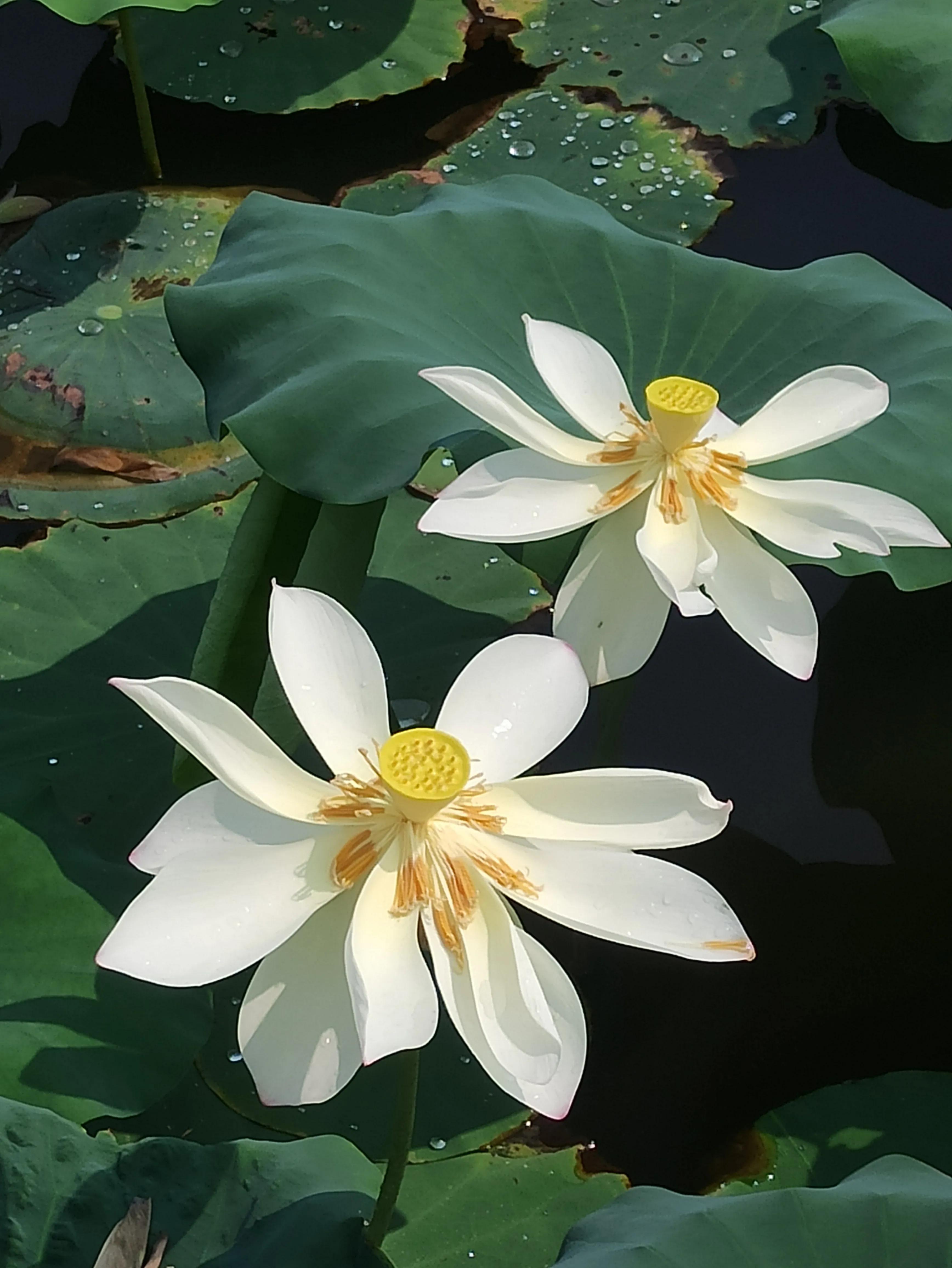 最近比较流行的网络语,目前最流行网络语