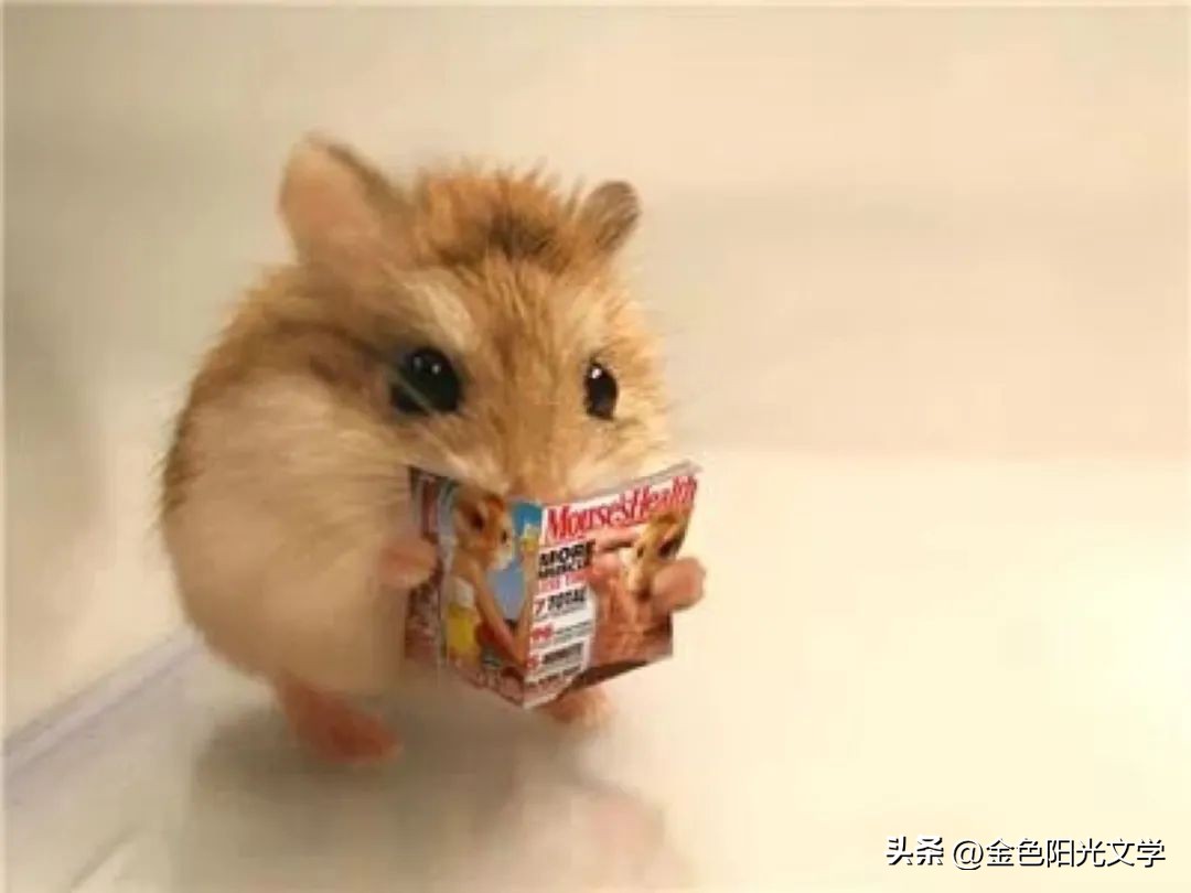 作文心爱之物500字,我的心爱之物作文开头