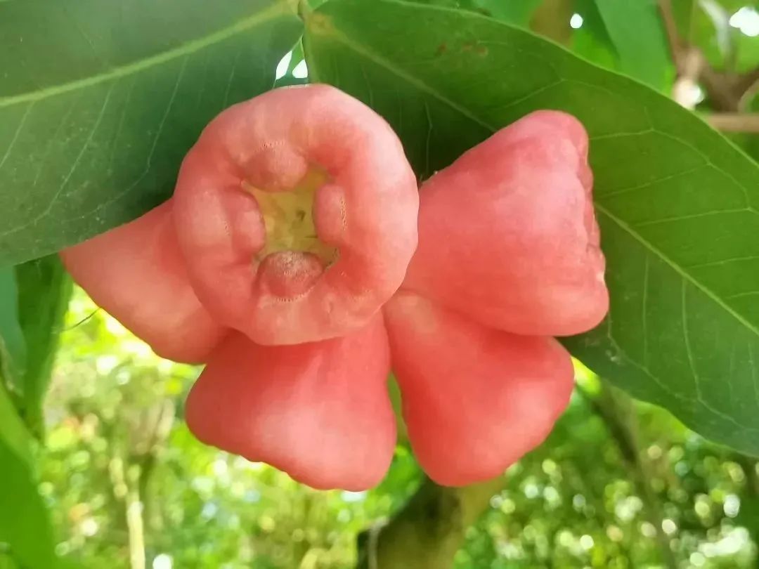 泰达热带植物园4月29日开园，文化之旅，一起鉴定网络热门植物