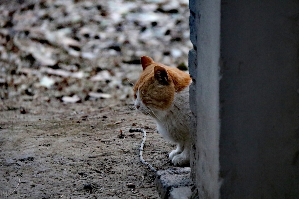 领养代替购买，对养猫的新手来说真的好吗？