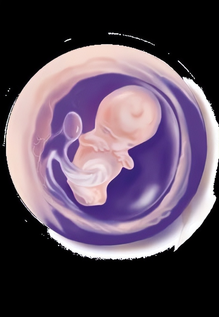 从受孕到分娩约四十周,从受孕到婴儿每天的变化