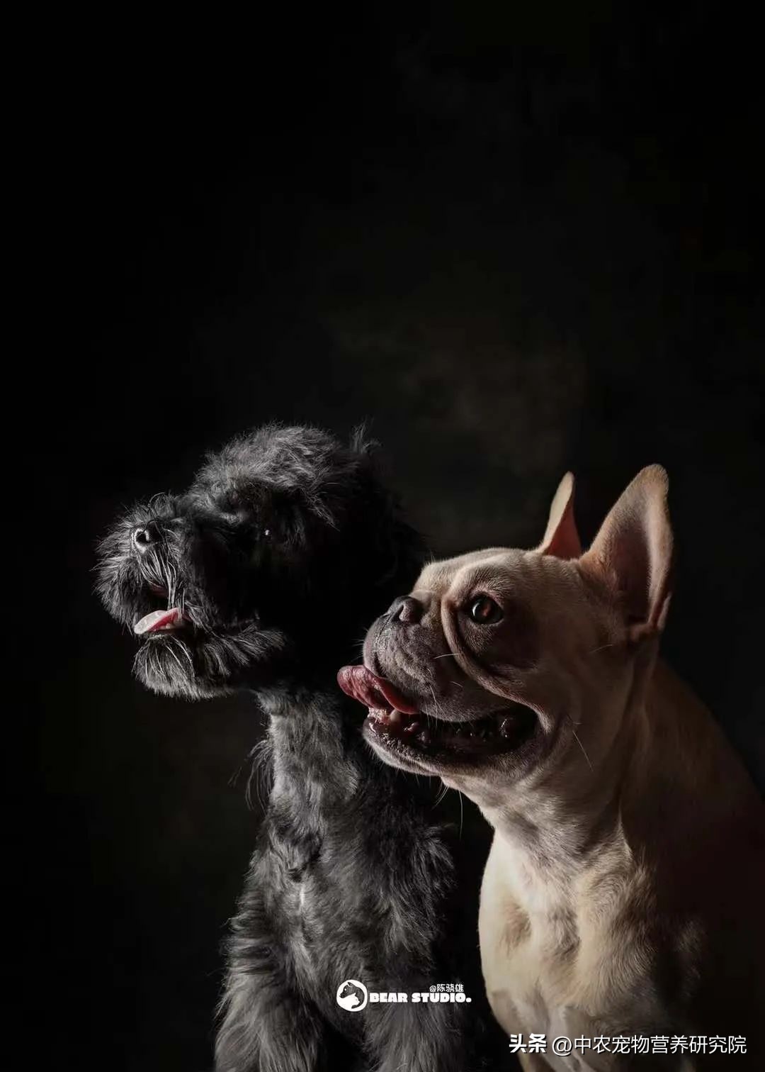 宠业新观察,中国宠物行业的发展史