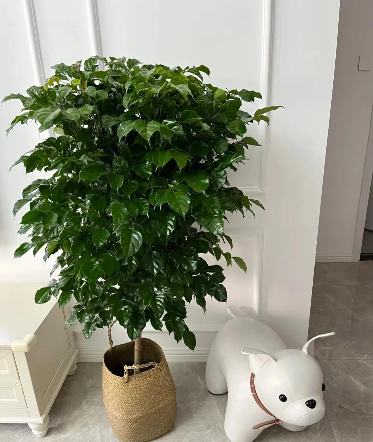 门前种三种树会富三代指哪三种树,家里有三种树有什么说法