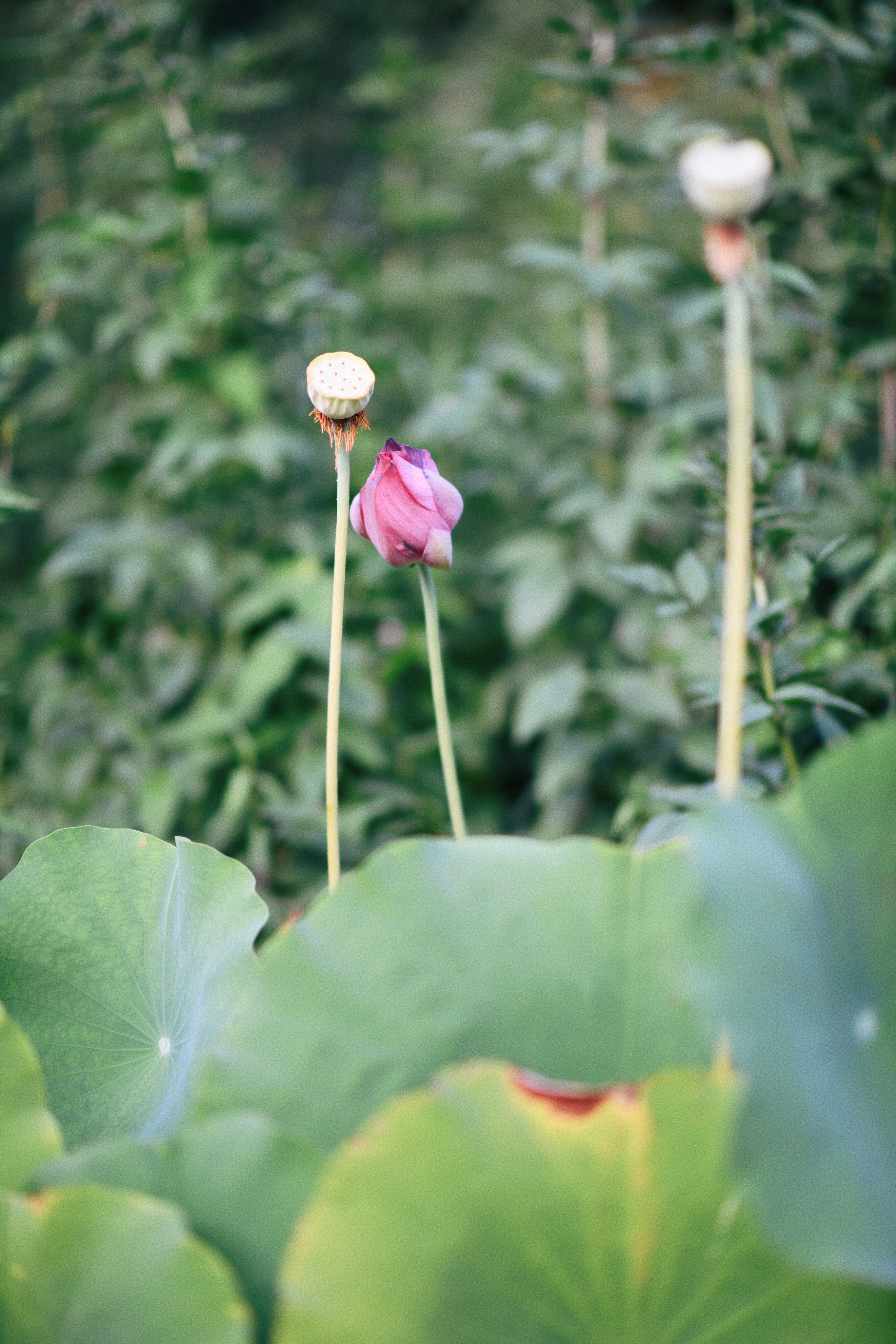 界石见山空谷民宿,巴南界石世外桃源
