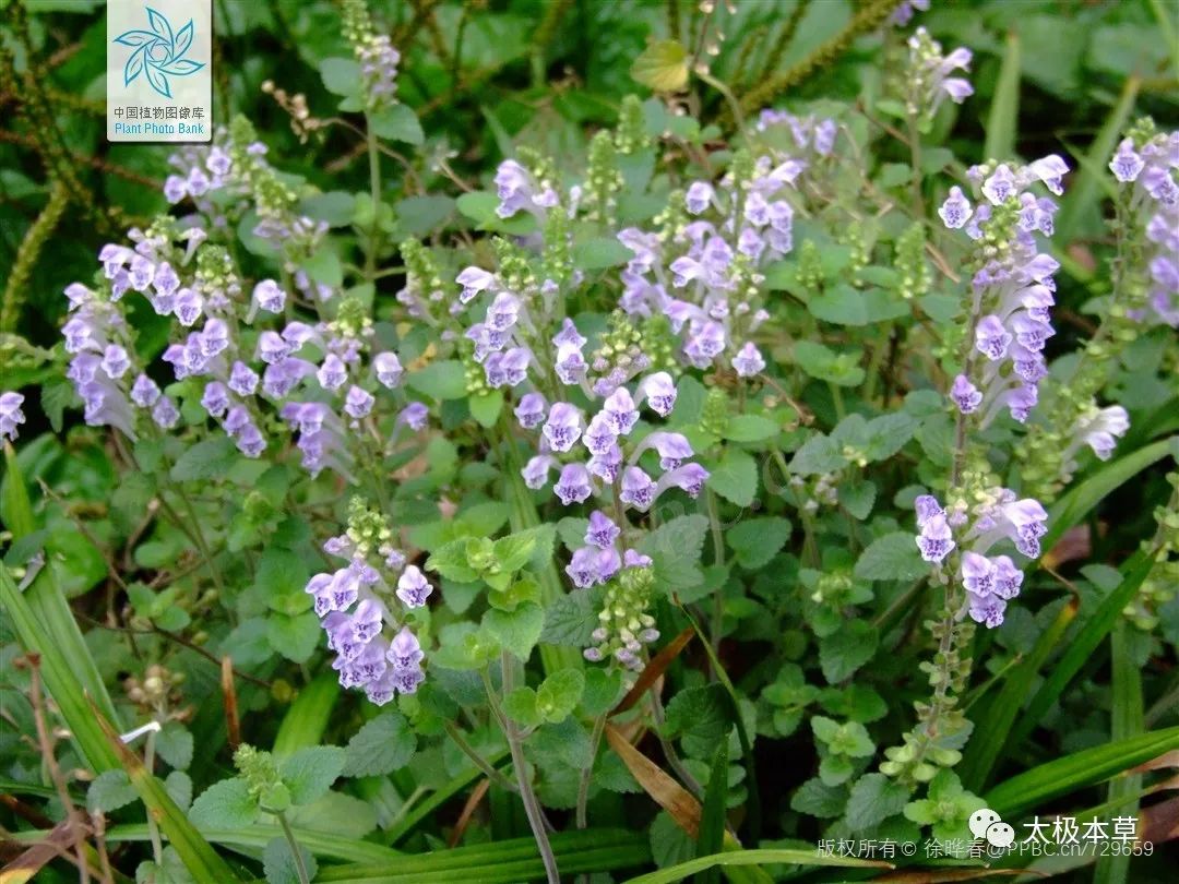 ​韩信草，当年韩信打仗带的草，能活血止痛，止血消肿