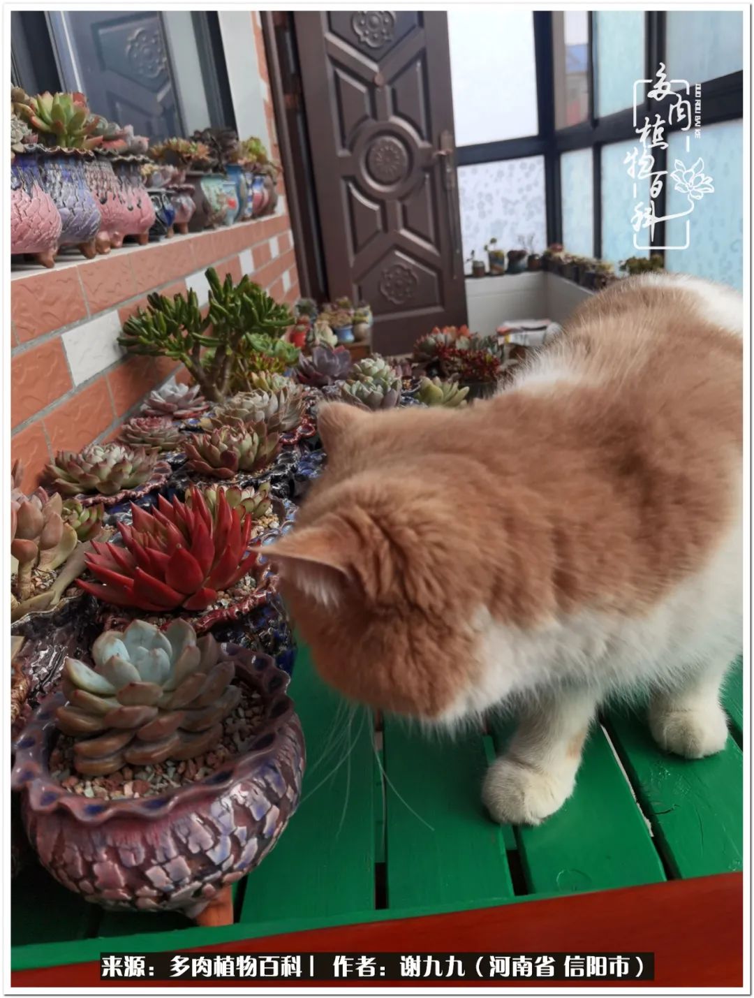 与多肉植物在一起的感怀,与多肉同行