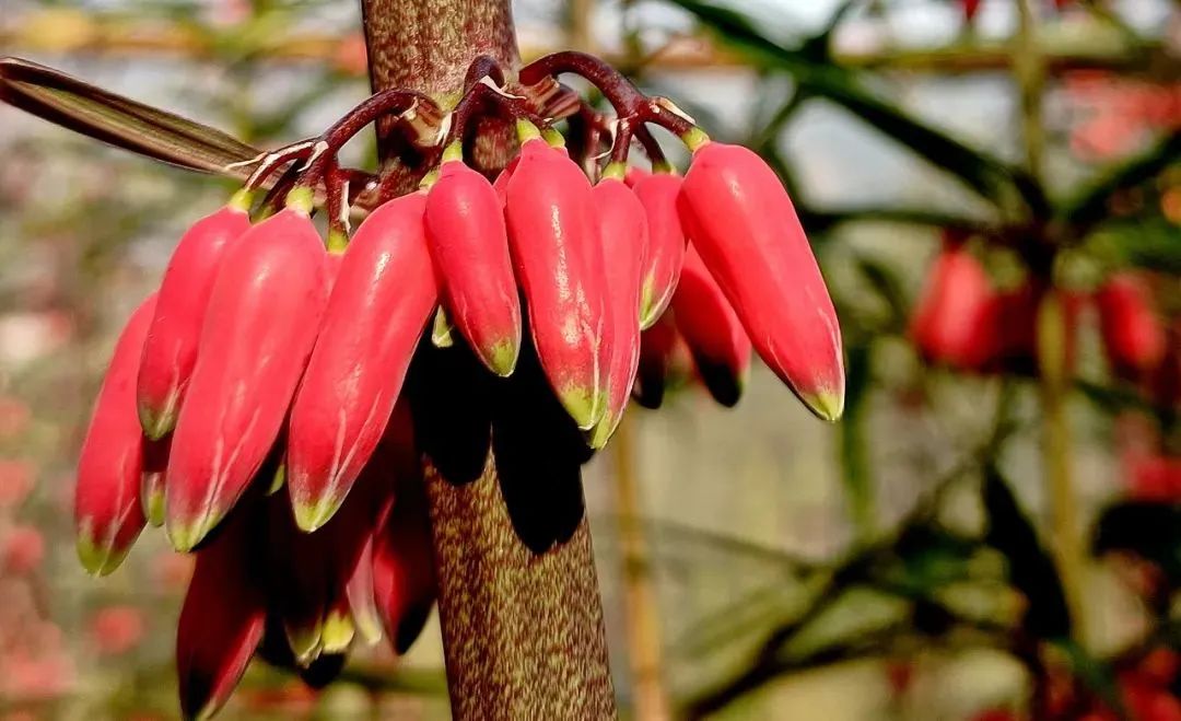 今年冬天的第一顿养生局安排！个旧的它“出土”啦！