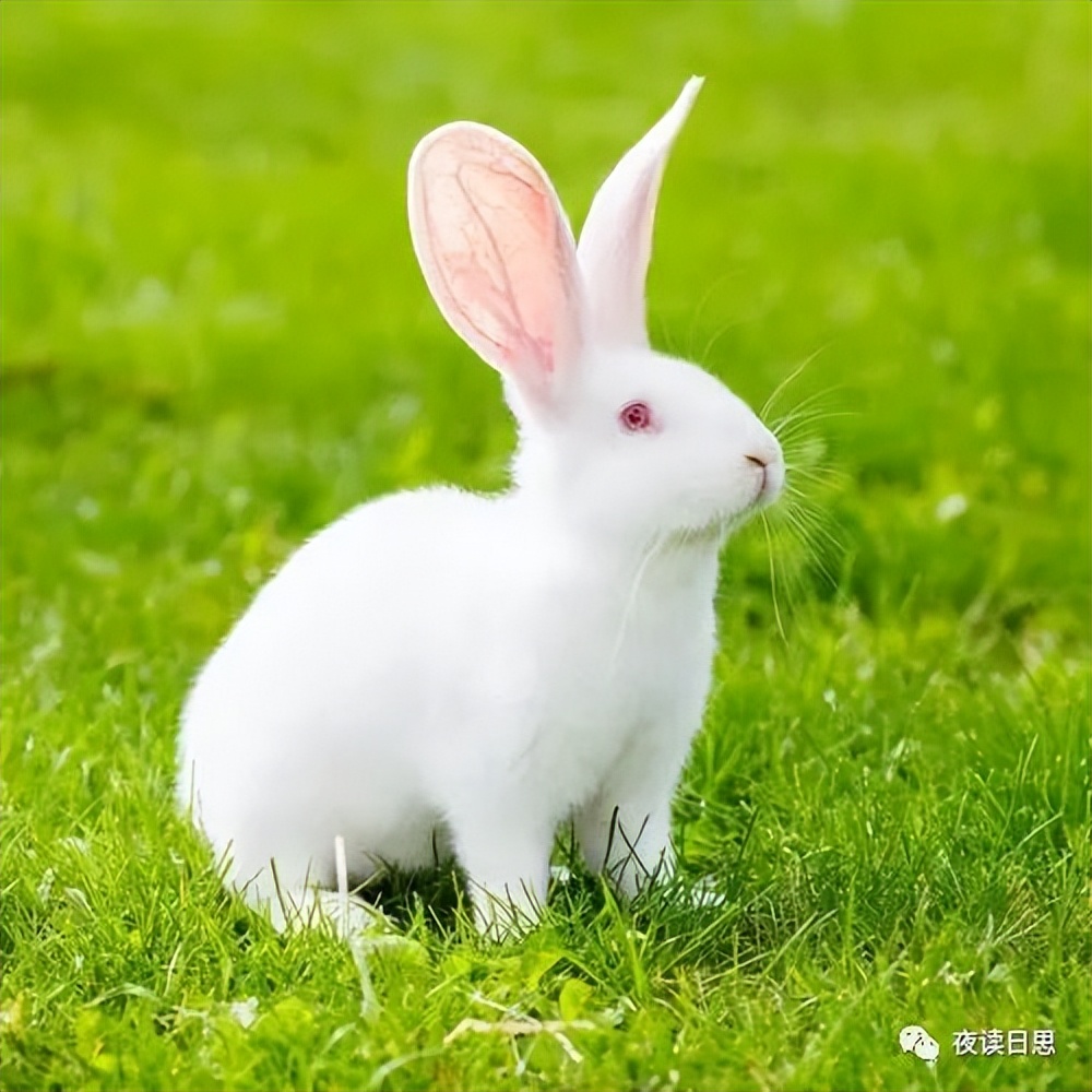 兔年的兔子是怎么样的,兔年兔子特点
