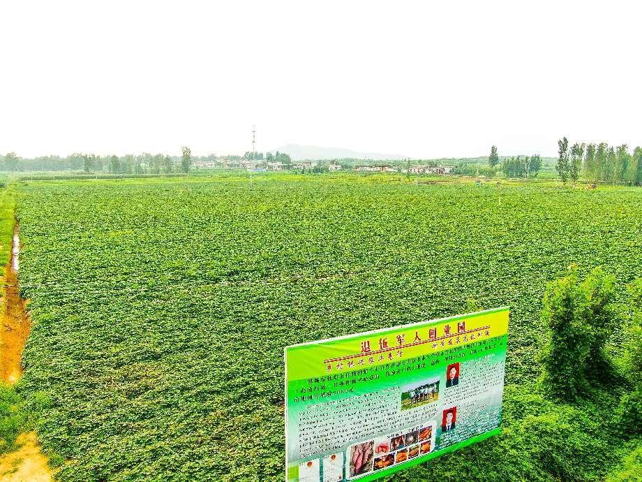 黑木耳、大樱桃......看看邹城这个村的致富“金疙瘩”