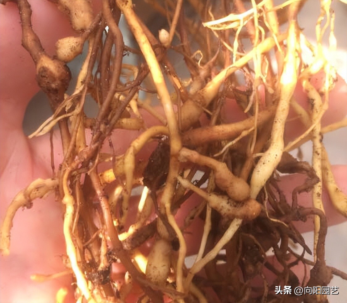 怎么才能买到品种好的铁线莲,包邮区适合种的铁线莲品种