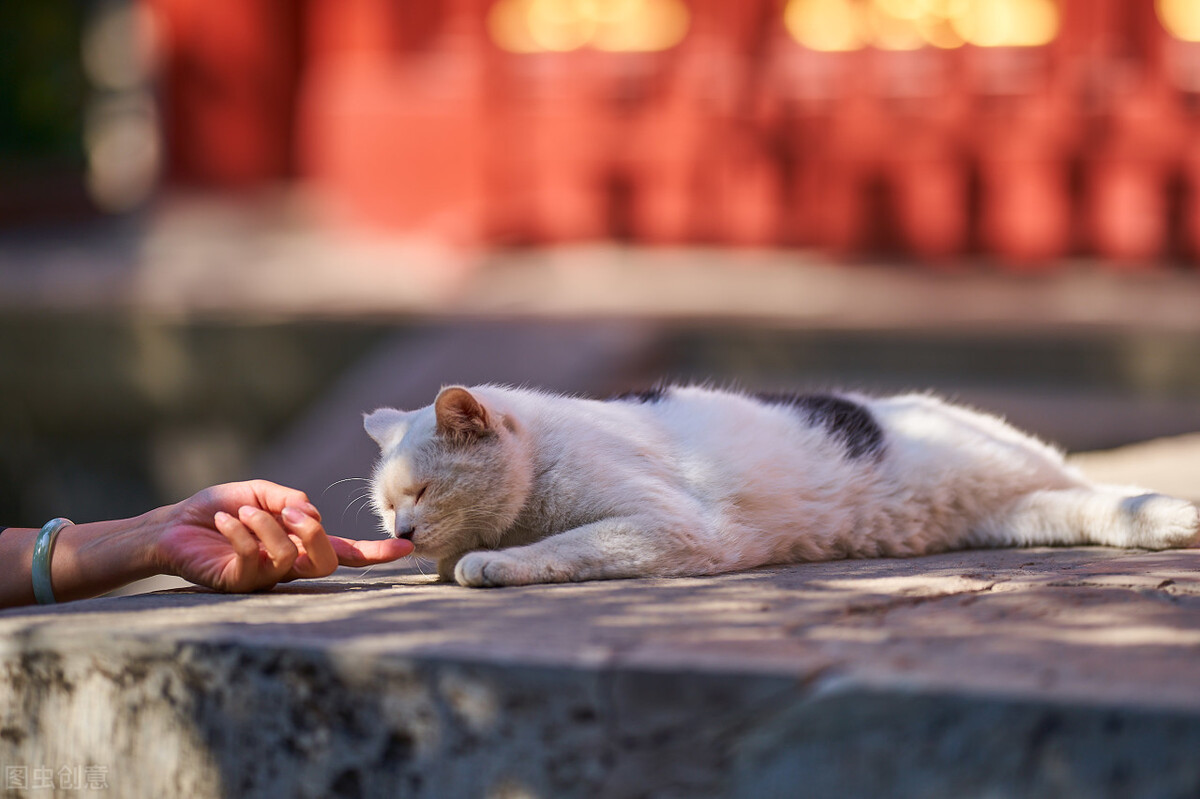 猫瘟有自愈的可能吗,猫瘟不输液必死吗