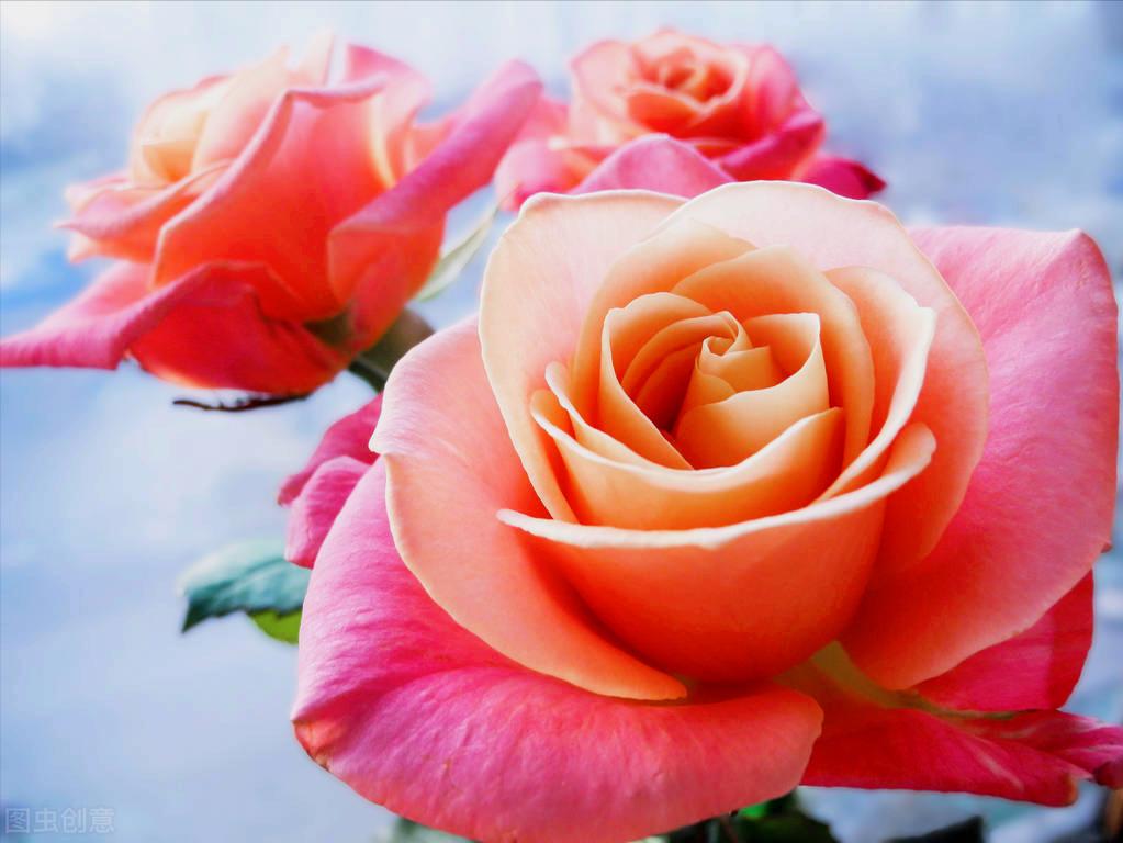 一花一序章，携初七“人胜节”祝福，愿2022年不负*光春**，不负卿