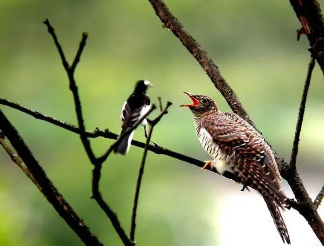 杜鹃鸟鸠占鹊巢是真实的吗,杜鹃鸟鸠占鹊巢同归于尽
