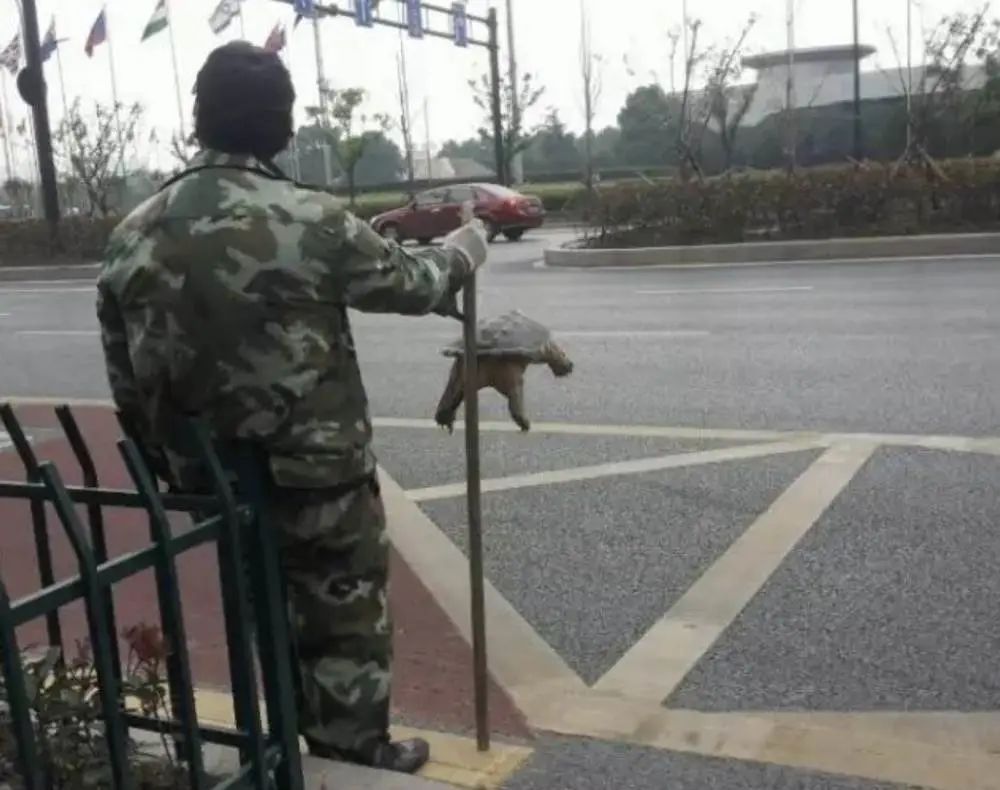 买了一只乌龟有什么预兆,路边800块钱买6只大乌龟