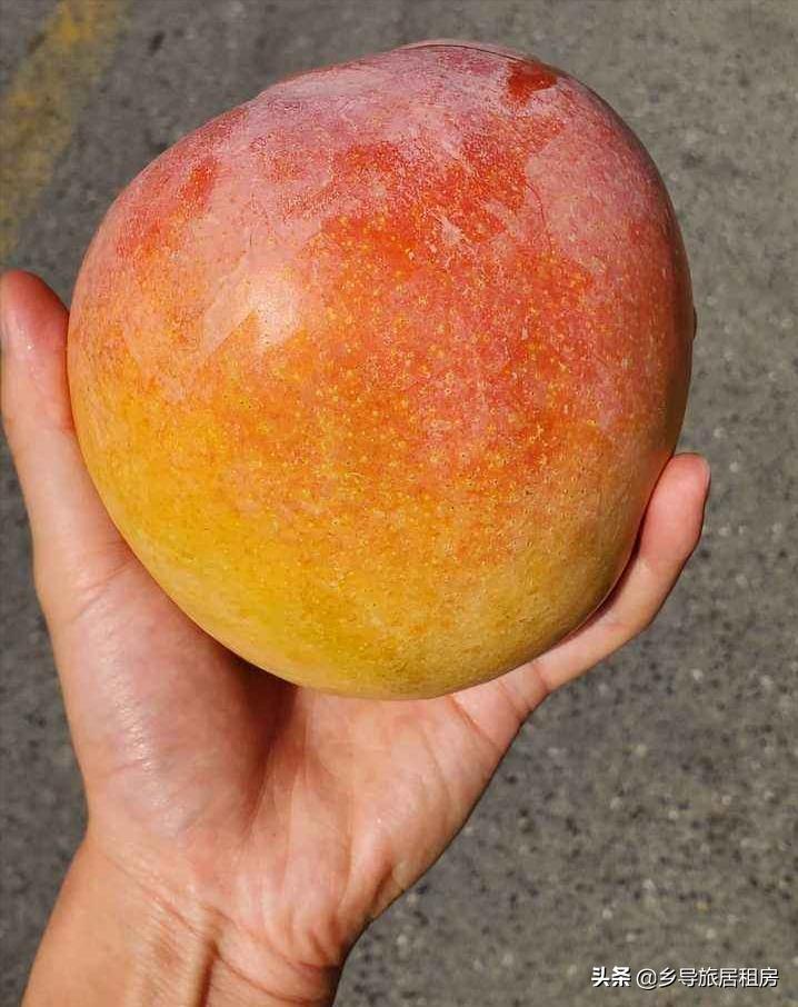 旅居三亚,三亚旅游买芒果