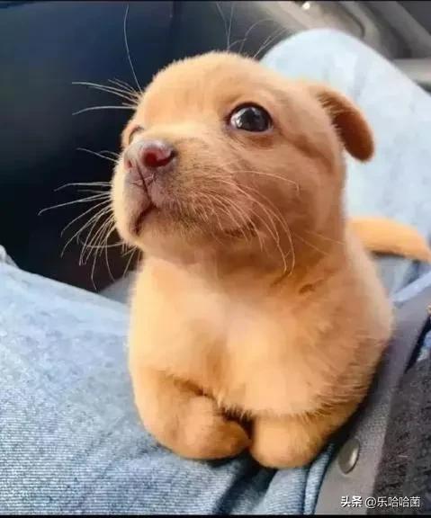 肾衰脚先知什么意思,孤肾的人肾不好有什么症状