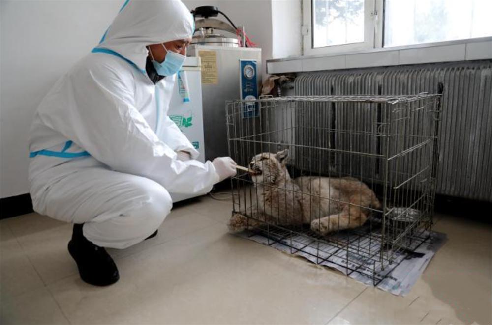 大兴安岭救助小猞猁,大兴安岭猞猁厕所求救