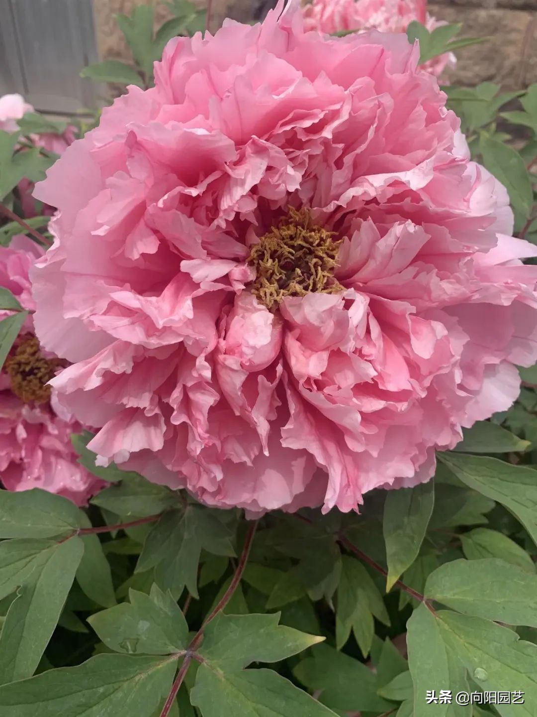 牡丹栽上第二年不开花,牡丹开花期和牡丹花期