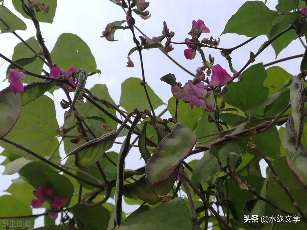 微小说：天然撒旦｜|王恒辉（内蒙古）