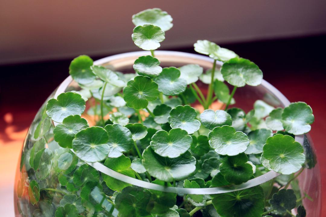 铜钱草又小又细怎么养护,怎么把铜钱草养得又大又绿