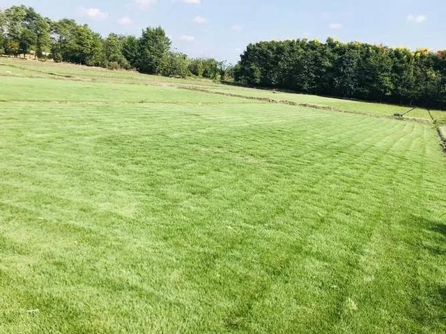 目前农村种植什么最好赚钱呢,在农村种植什么赚钱最快呢