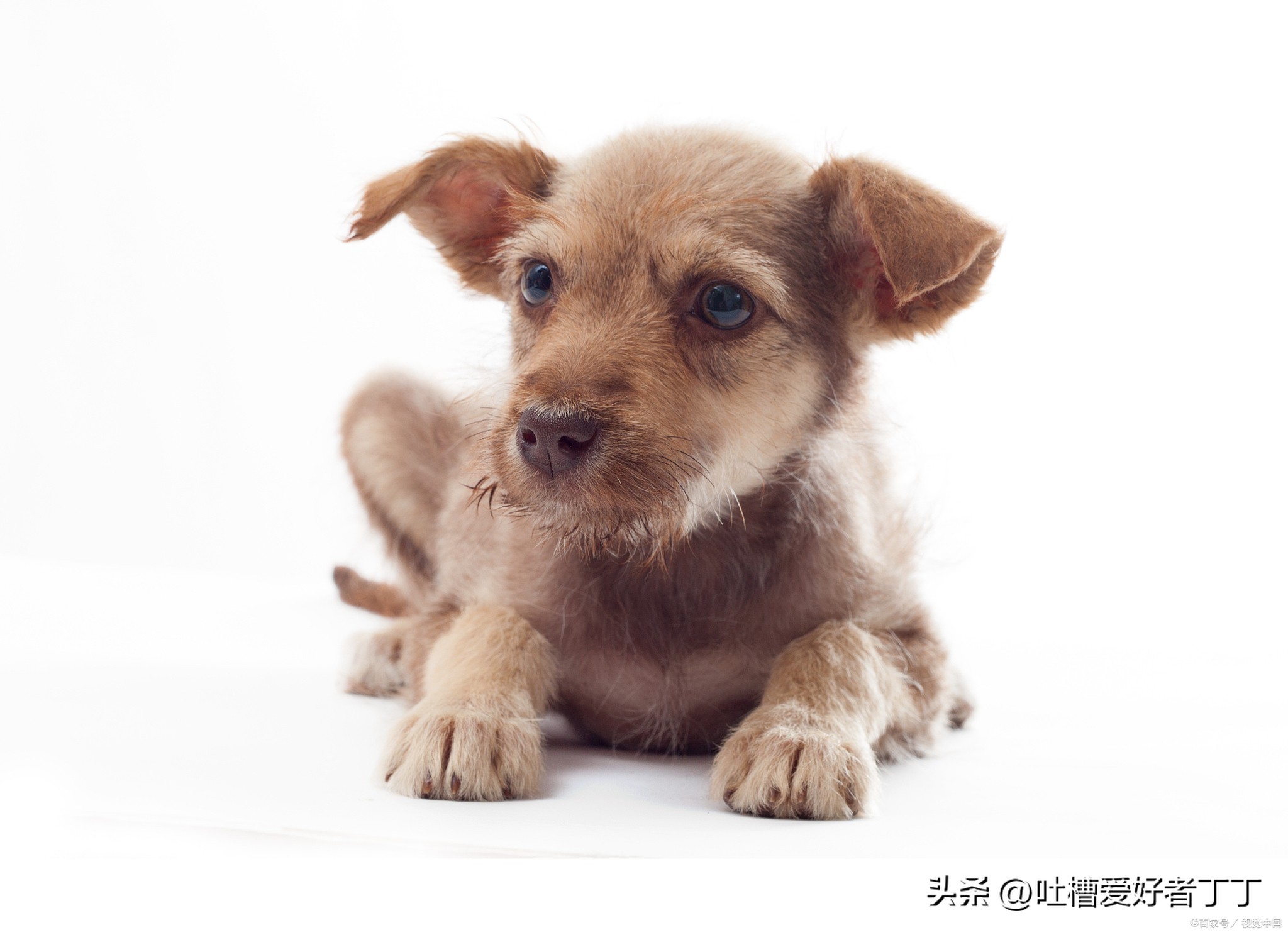 狗子老是跟别人亲,狗子亲嘴巴是什么意思