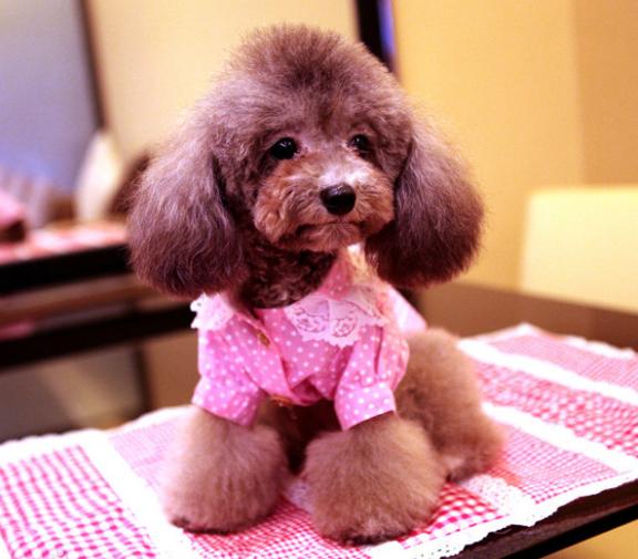 贵宾犬和泰迪区别在哪里,贵宾犬和泰迪有什么区别