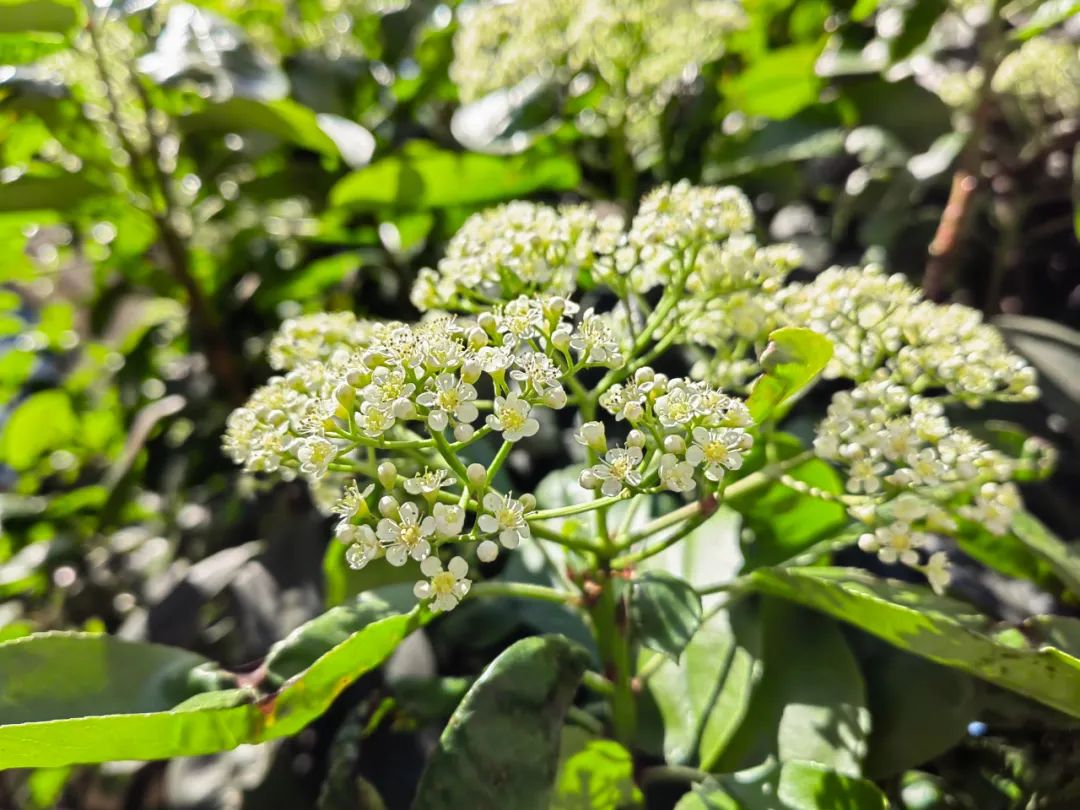 石楠花为什么种那么多,石楠花那么臭为什么还大面积种植