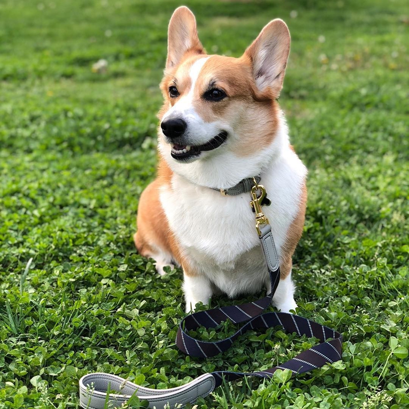 柯基呕吐吃什么可以治好,柯基呕吐拉稀是什么原因食欲不振