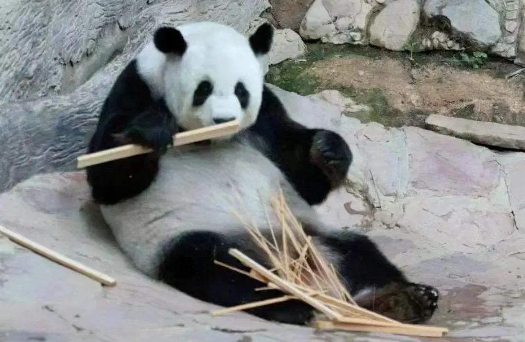 它们被续签给泰国时可是生死合同!却被说成可在泰国安心终老?