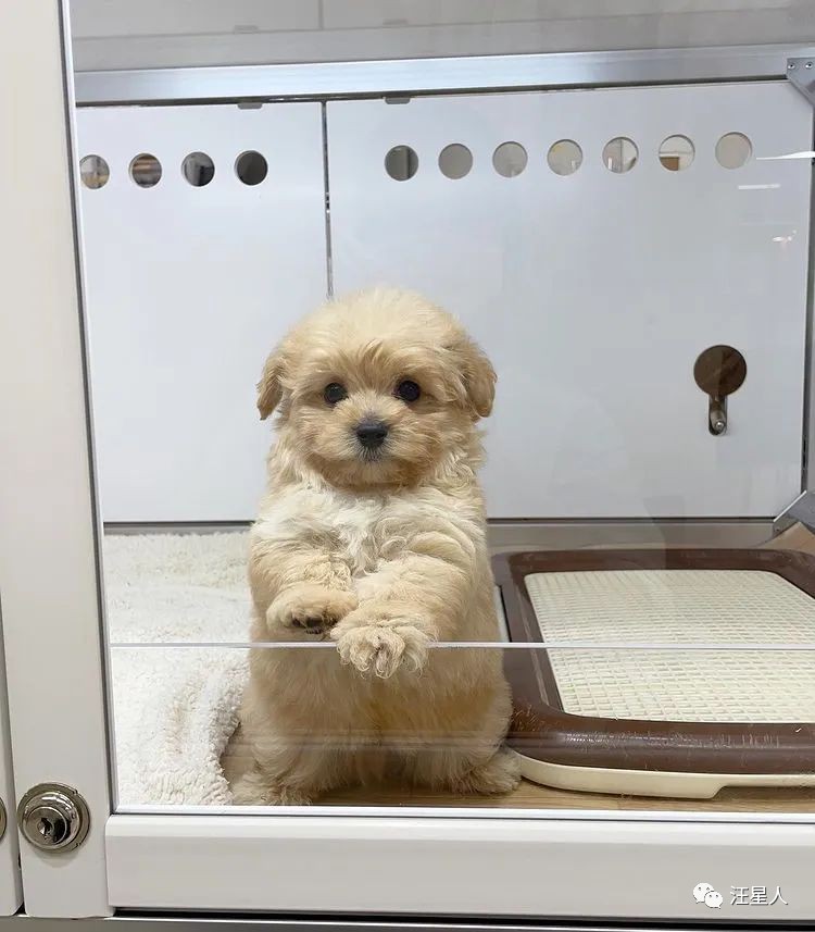 逛宠物店被宠物赖上后续,逛宠物店被狗子太活泼被买走