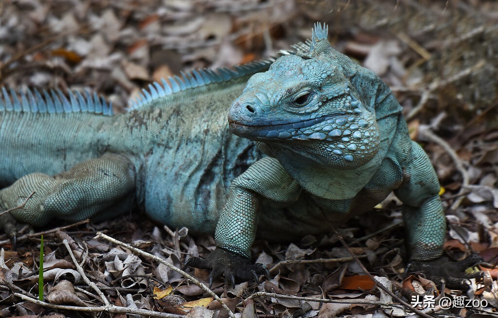 全球十种奇特蓝色动物,全球十种奇特蓝色动物排行榜