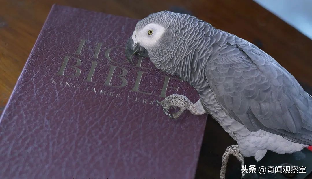 头中两枪不死的奇人,凶手隐藏得天衣无缝却被鹦鹉拆穿