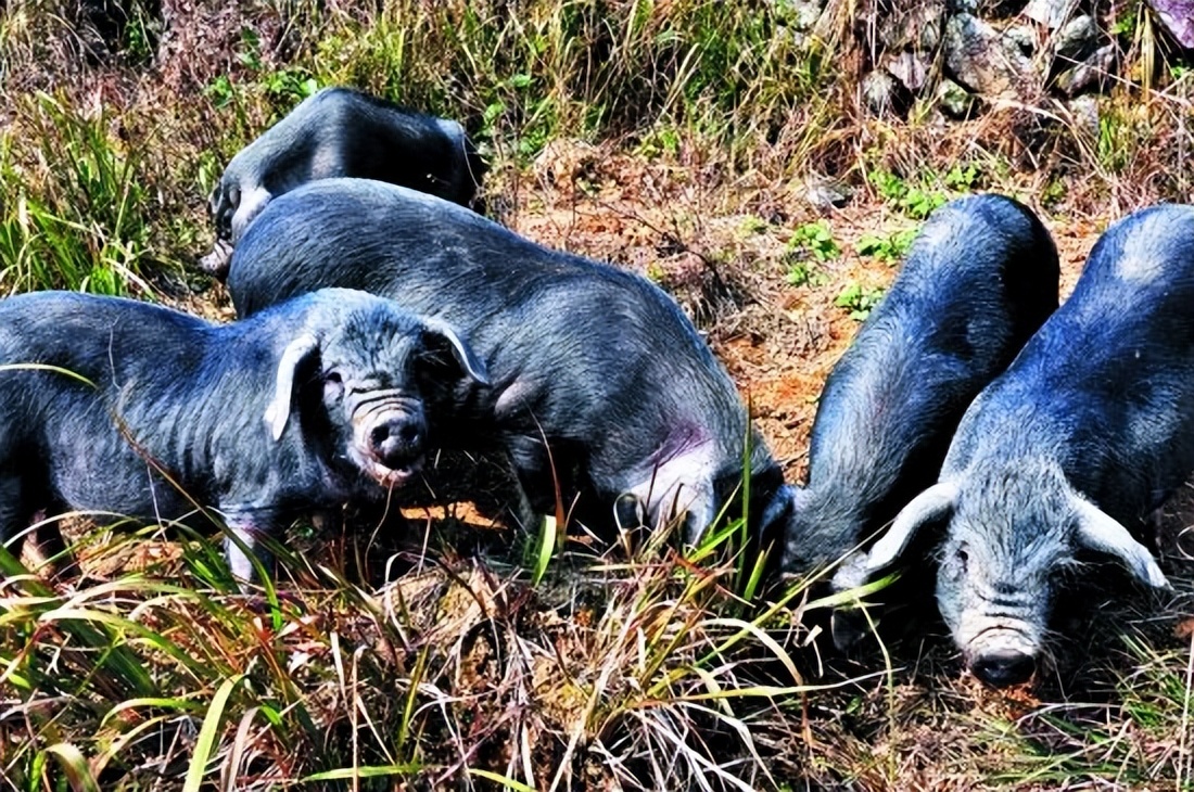昌图黑猪和松辽黑猪哪个品种好,黑猪品种散养黑猪的前景及利润