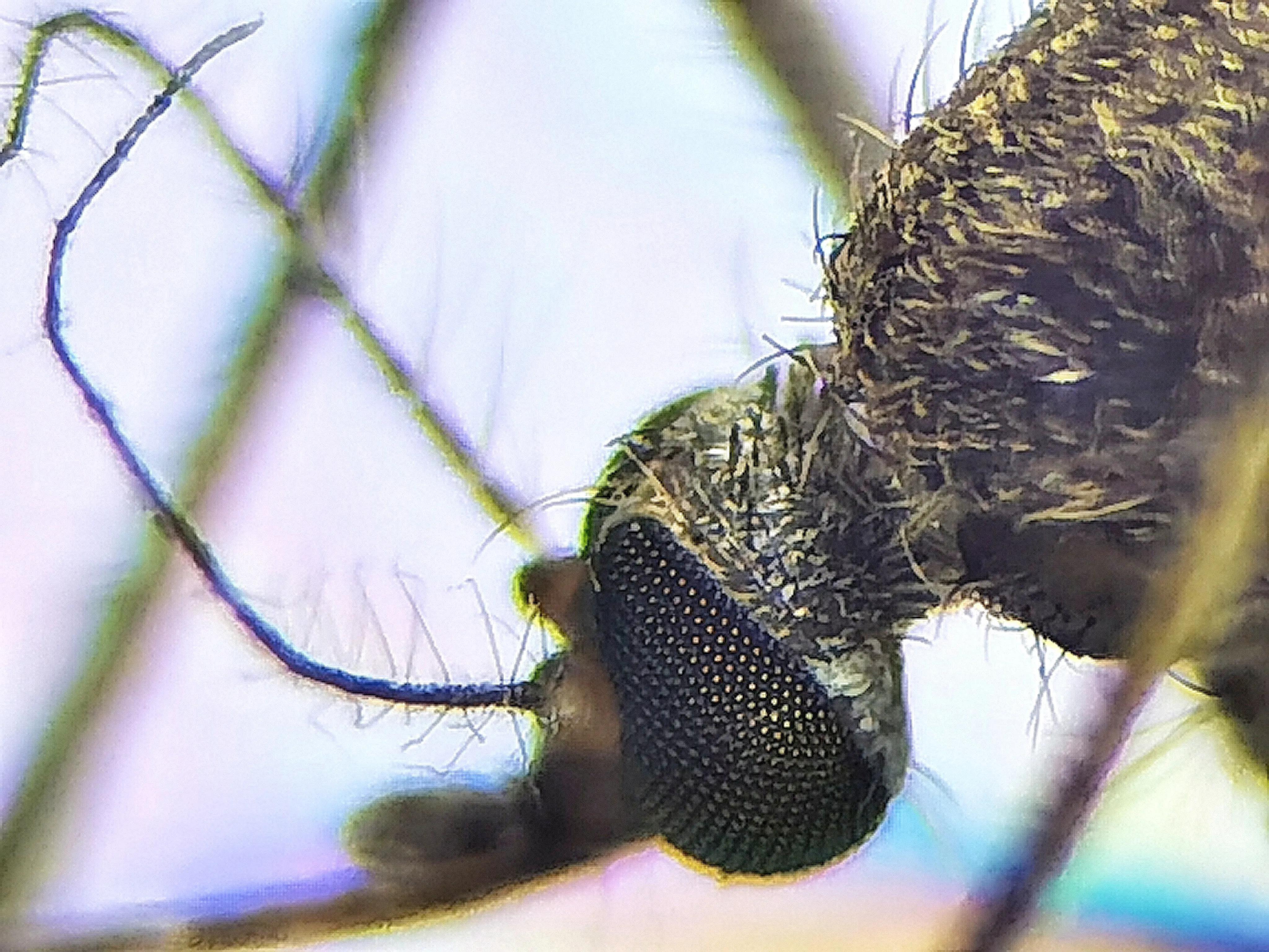 蚊子的眼睛到底有多小,蚊子眼睛是什么样子的