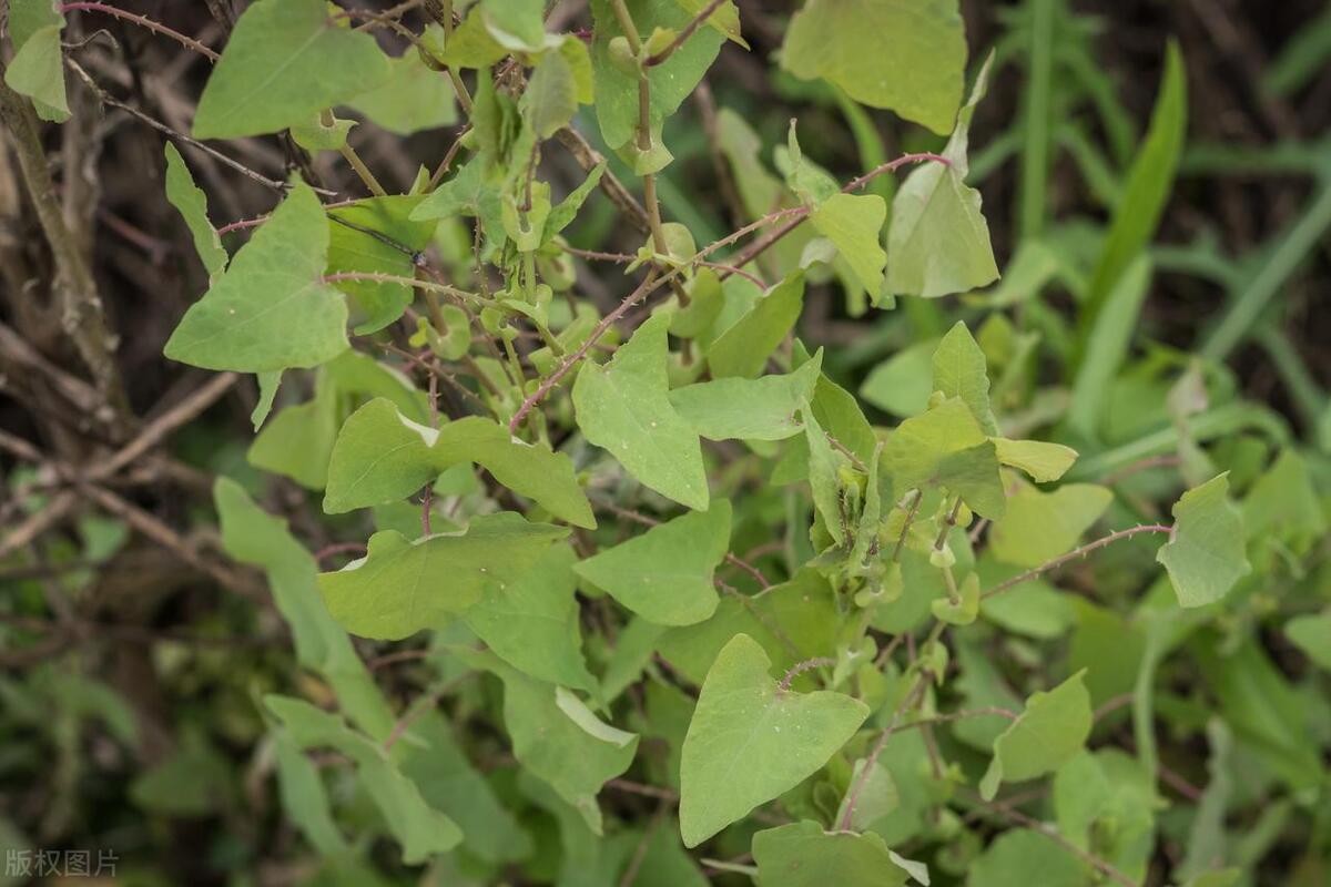 真正防蛇植物,蛇克星植物图片