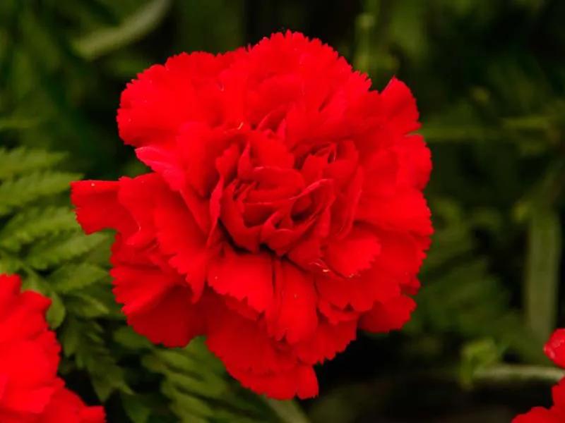 国色天香秀色可餐的美女 (秀色可餐与国色天香)