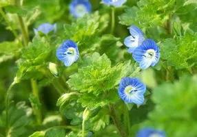 婆婆纳和水毛茛,婆婆纳相关诗句草色遥看近却无