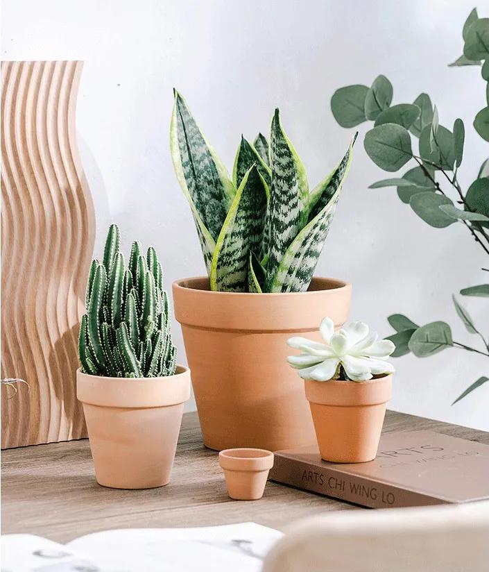 家居绿植可不能随便摆~