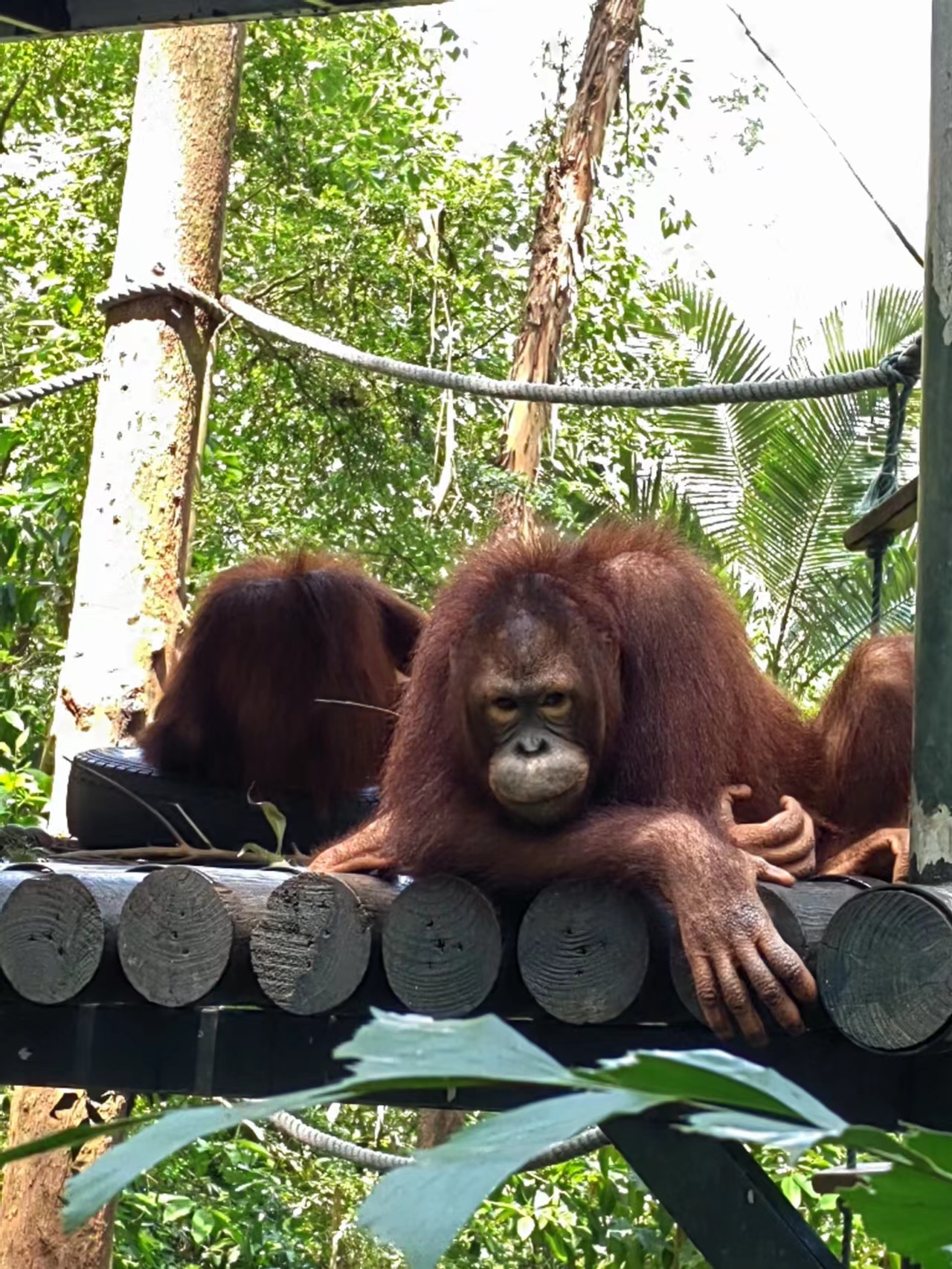 带一岁半宝宝去长隆野生动物园,冬天带两岁宝宝去长隆野生动物园