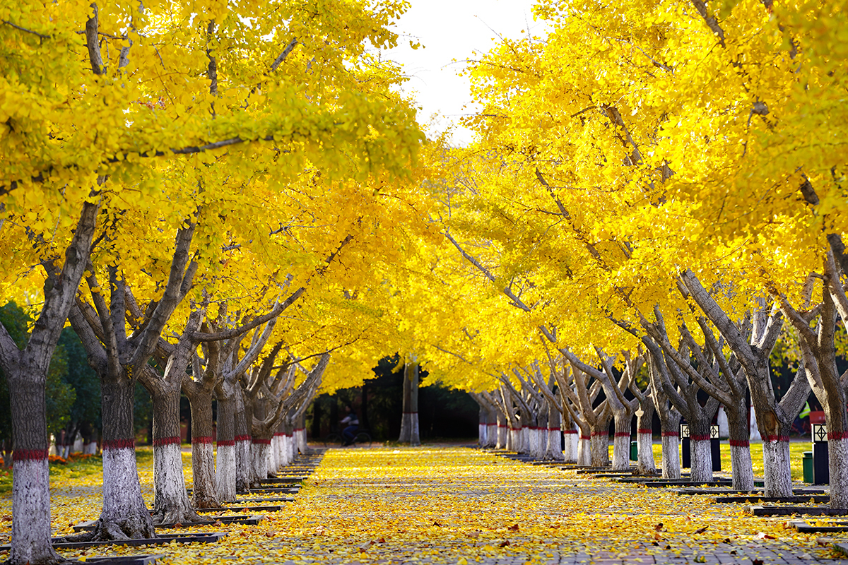 郑州大学双一流高校,郑州大学创新创业申报与要求