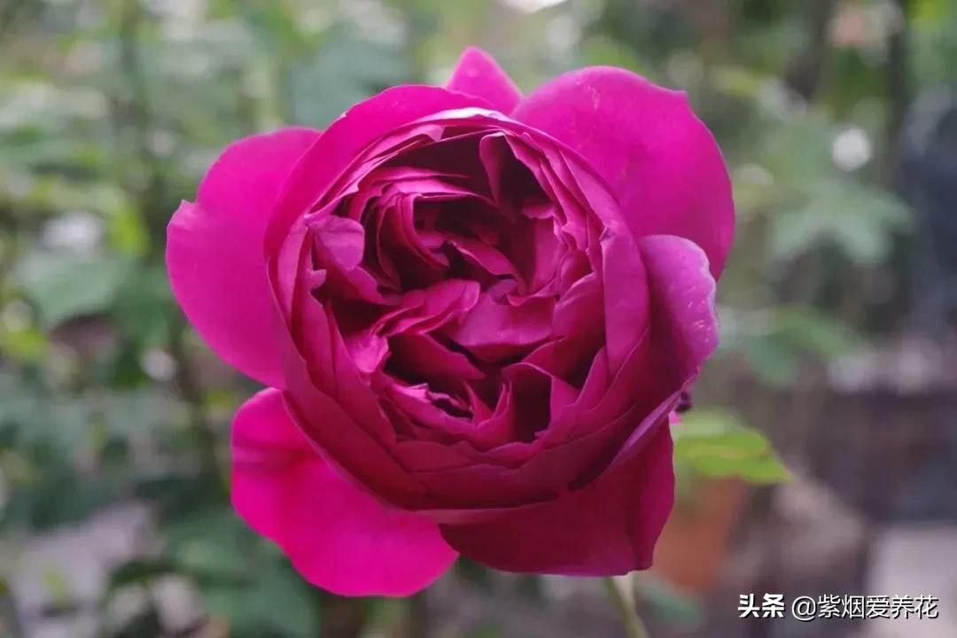 哪些月季仙气十足,又美又香的月季品种