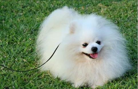 这些狗是狗界智商天花板,哪种宠物狗最通人性最好养的呢