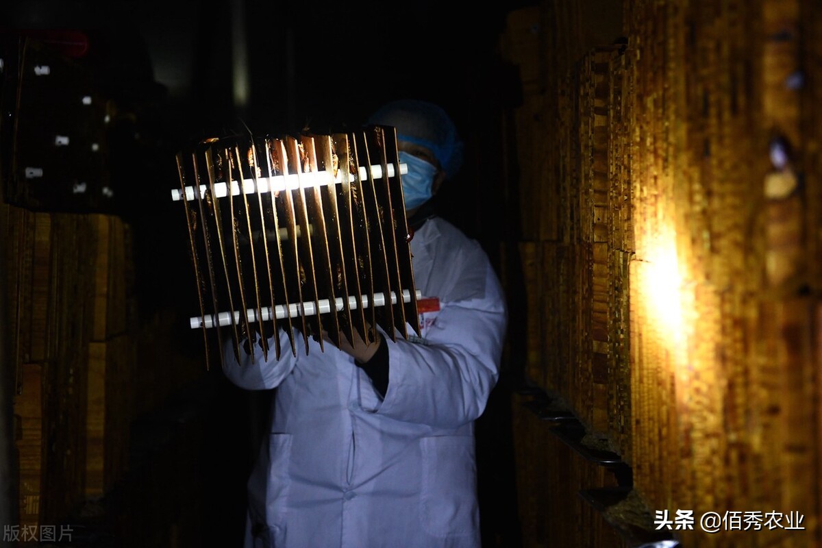 养殖蟑螂是不是骗局,养殖蟑螂靠谱吗