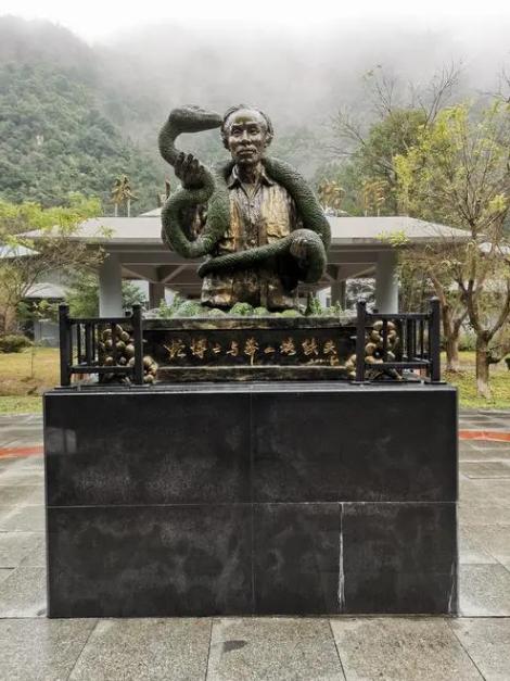 全球第一毒蛇在中国莽山烙铁头,最稀有的毒蛇莽山烙铁头