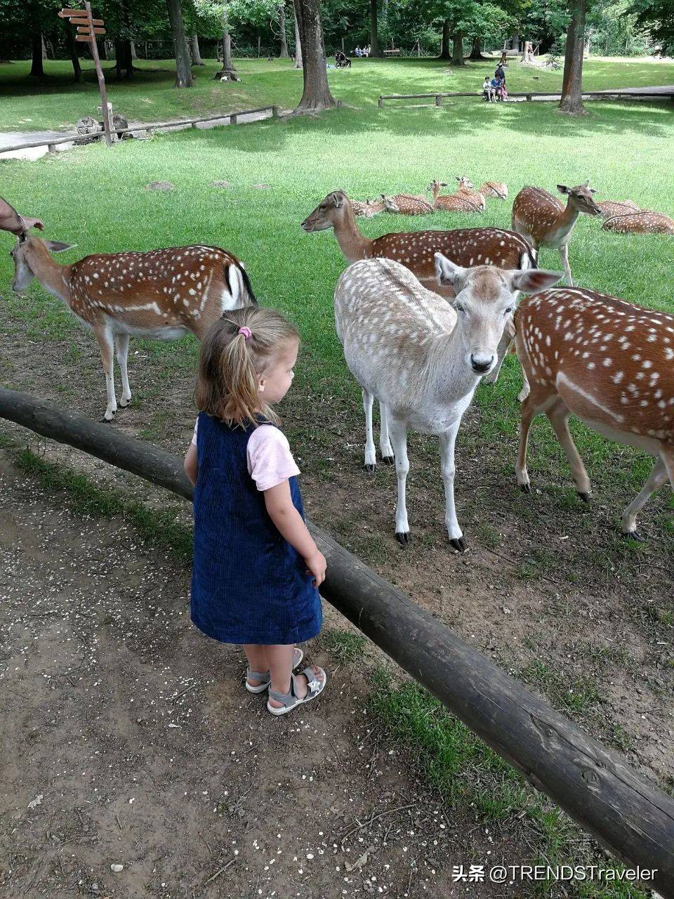 梅花鹿旅游地点,英国看极光的岛