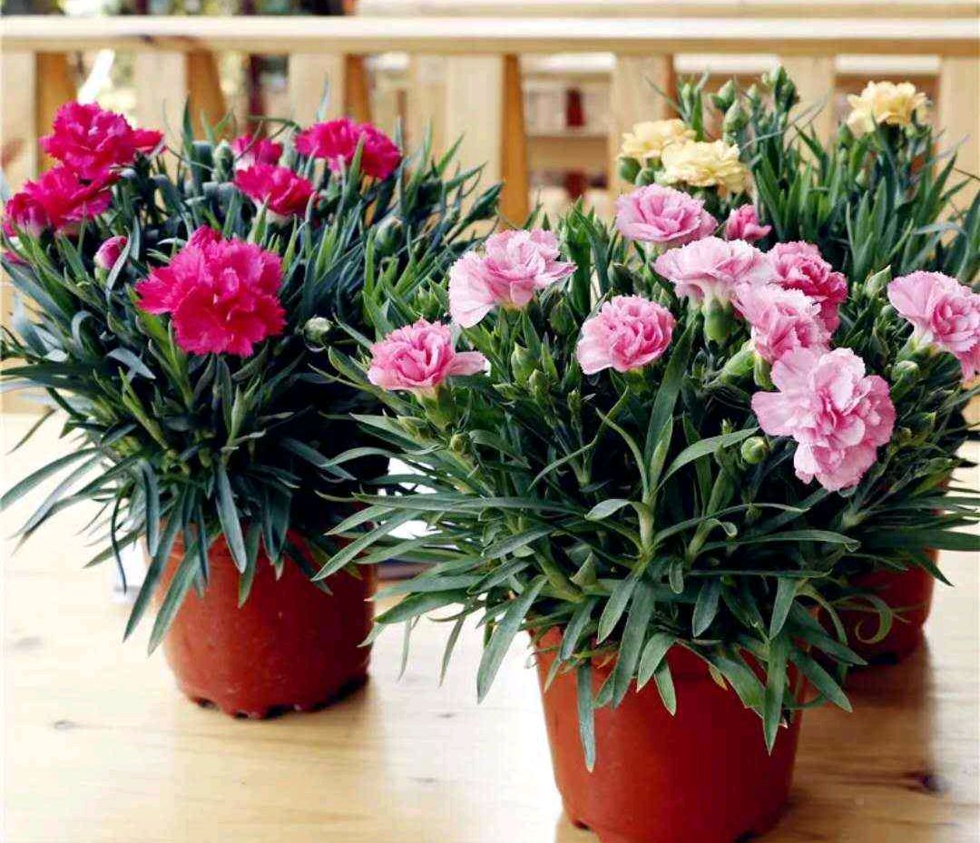 100个阳台养什么花好,100种阳台养的花草